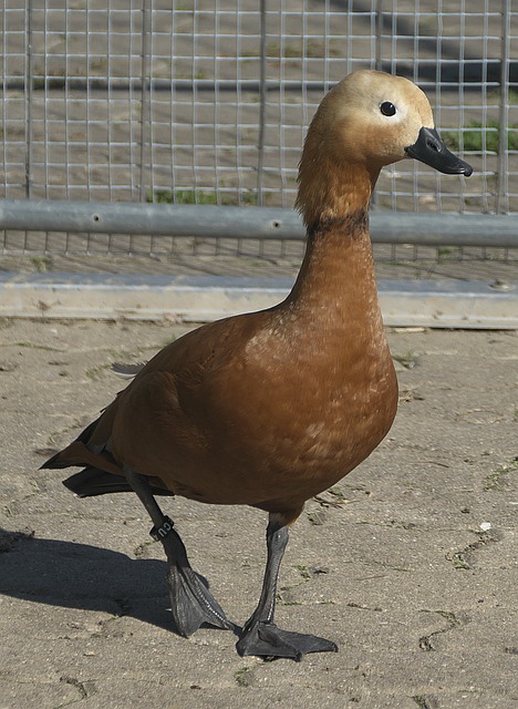 来对冲沙特