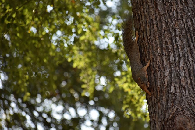 后赛资格的 后赛资格的